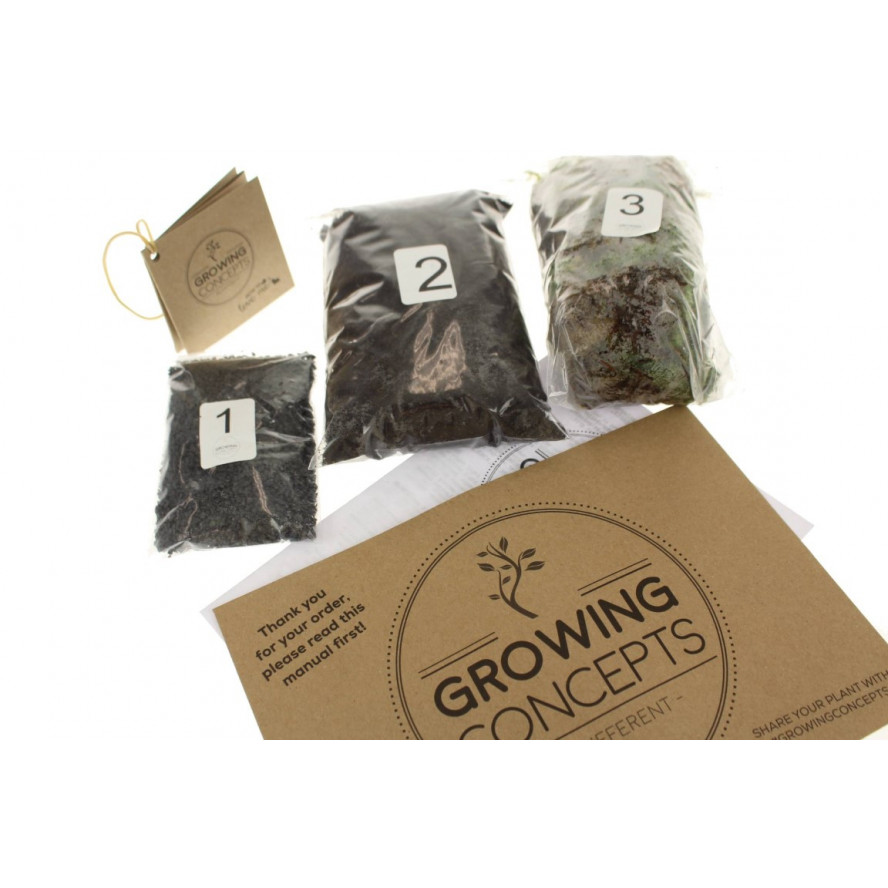 diy plant jar 5l biophytum sensitivum decovry com