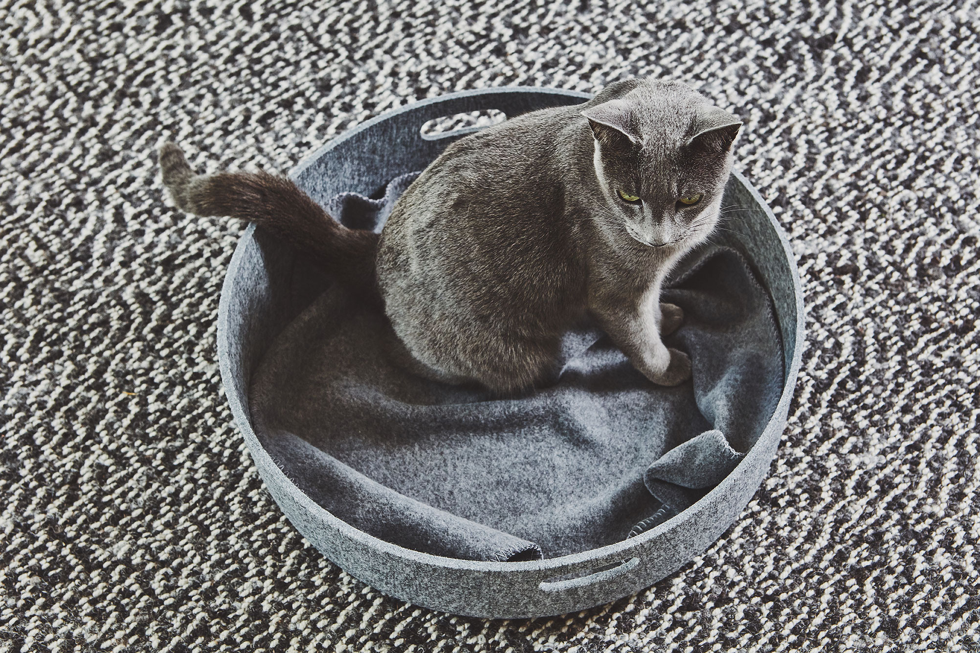 cat pebble bed